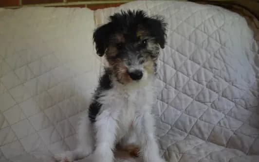 Puppy #3 (girl) (Yellow)