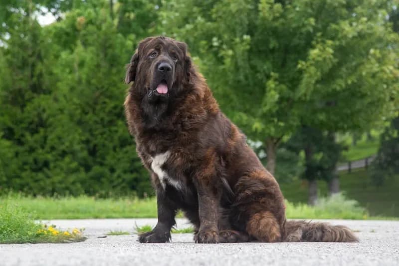 Tibetan Mastiff Queen