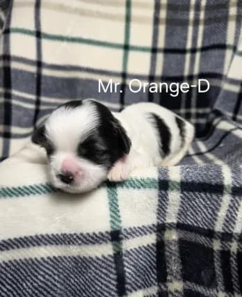 Mr. Orange-D