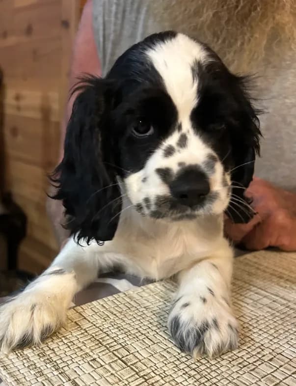 Lady
