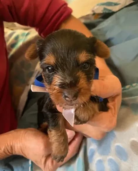 Tucker
