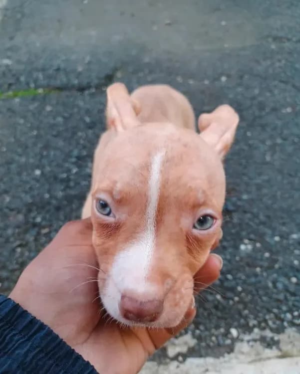 Bambi