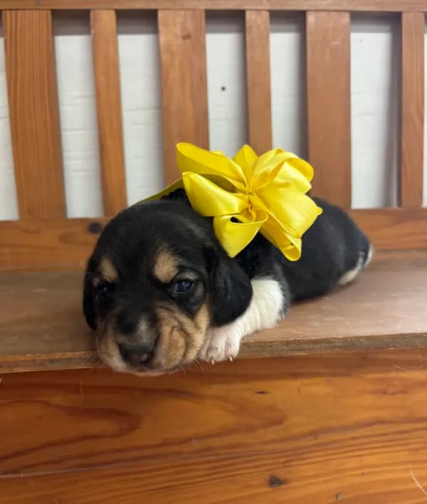 Shasta’s yellow collar female