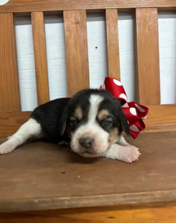 Shasta’s red collar female