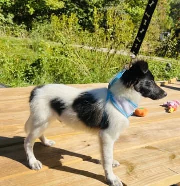 Bruno male AKC