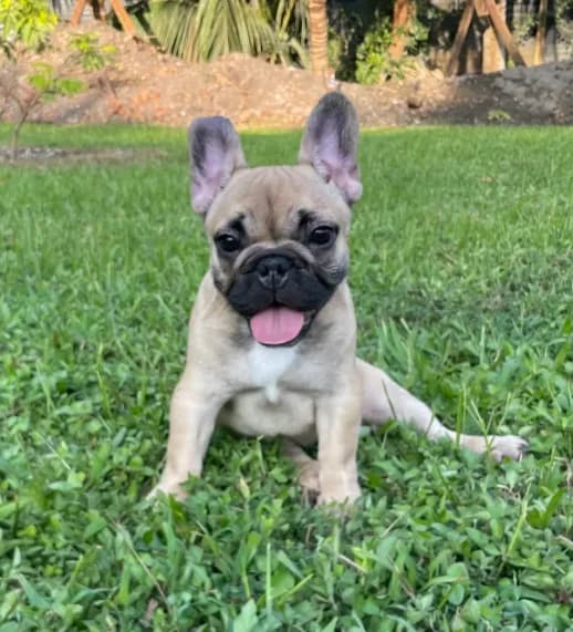 Minnie