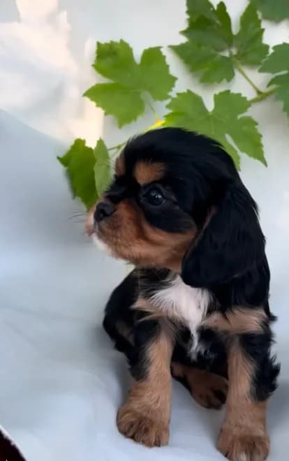 Rocky