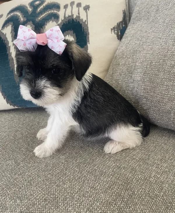 Delilah