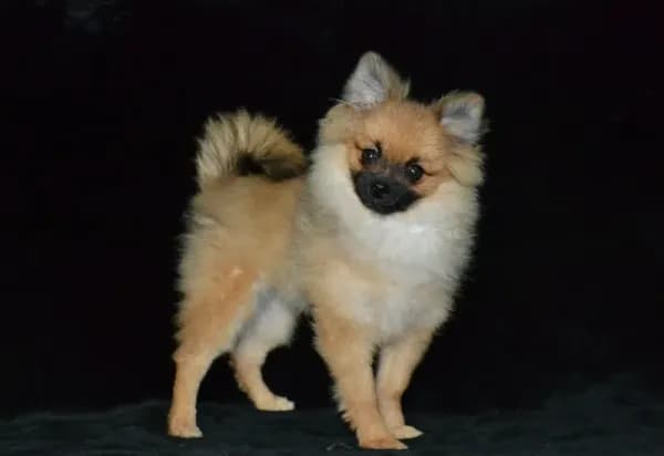 AKC Dylan