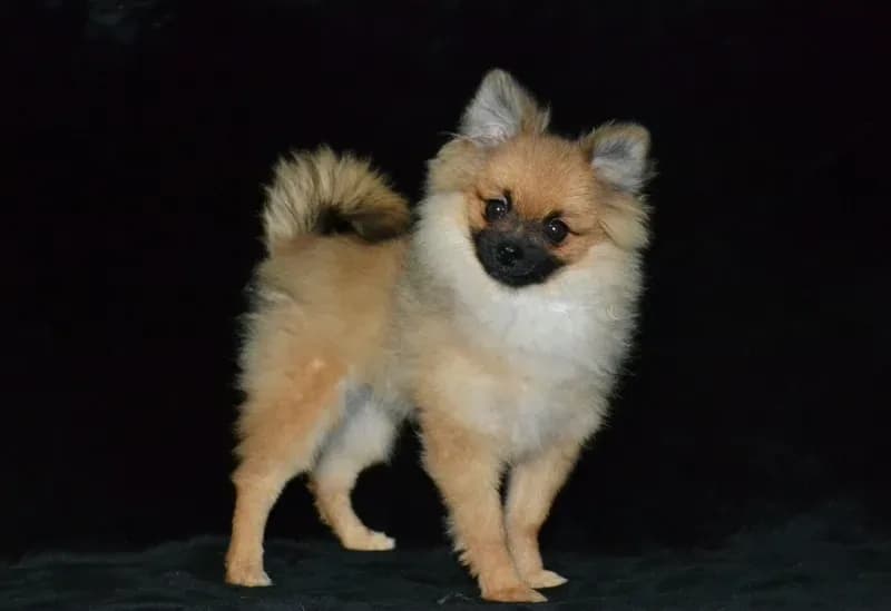 AKC Dylan