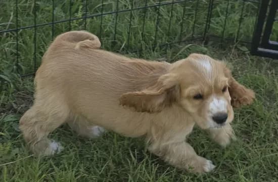 Oakley's Litter, green collar