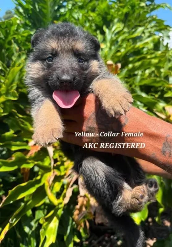 AKC - AMBER