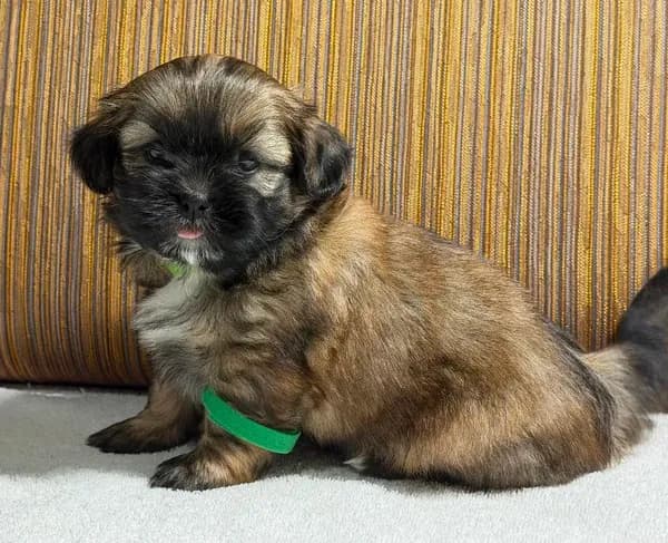 Puppy Greene