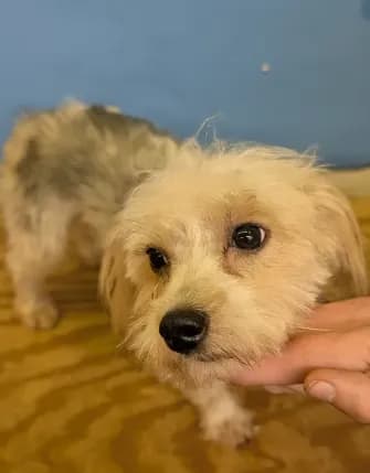 Curly The Morkie