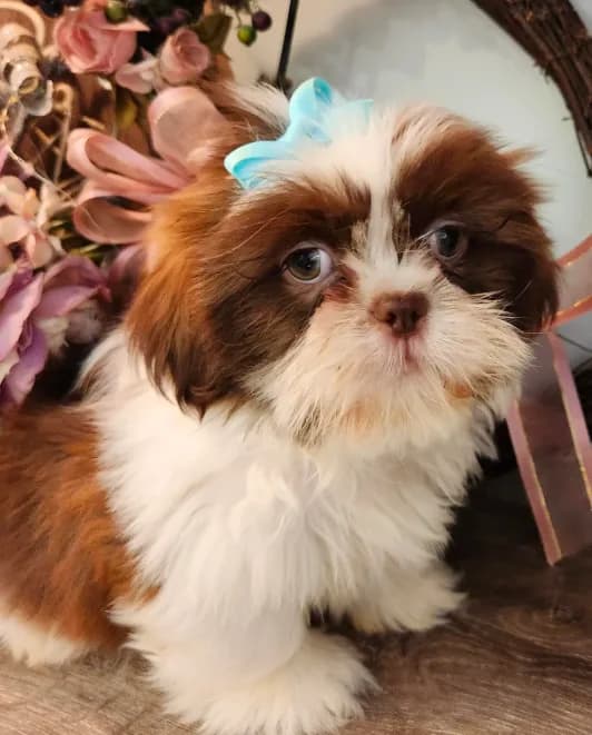 Nala Boy 2