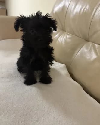 LuLu