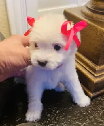 precious