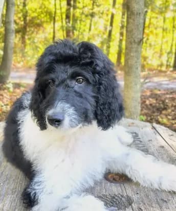 Simon