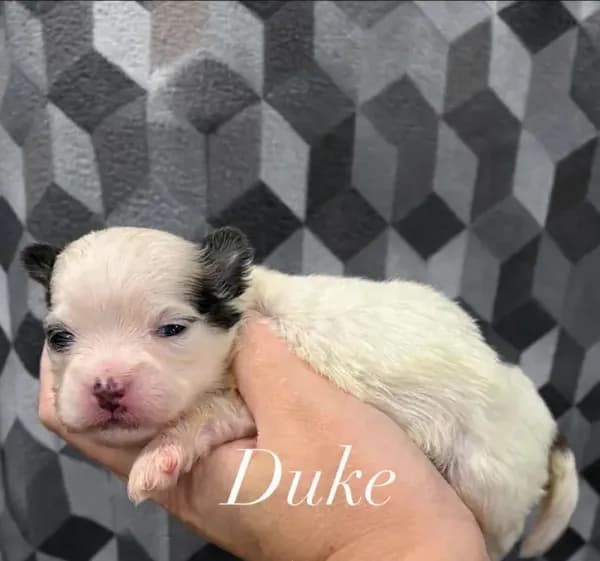 Duke