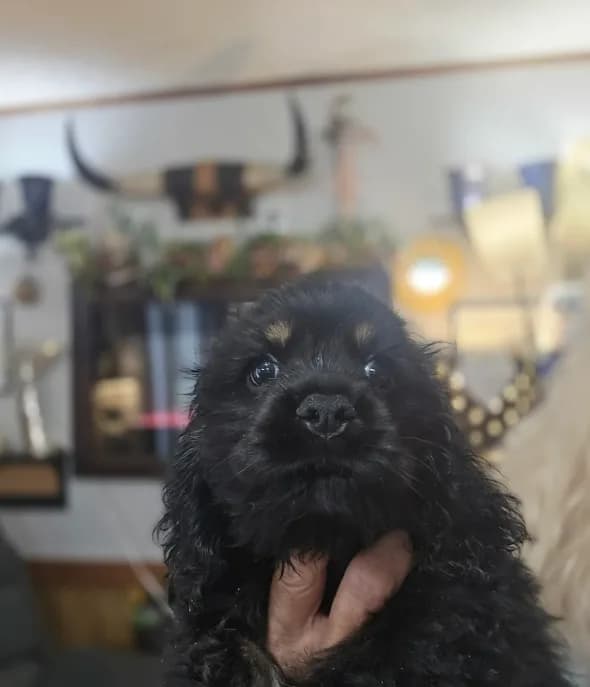 Black and tan