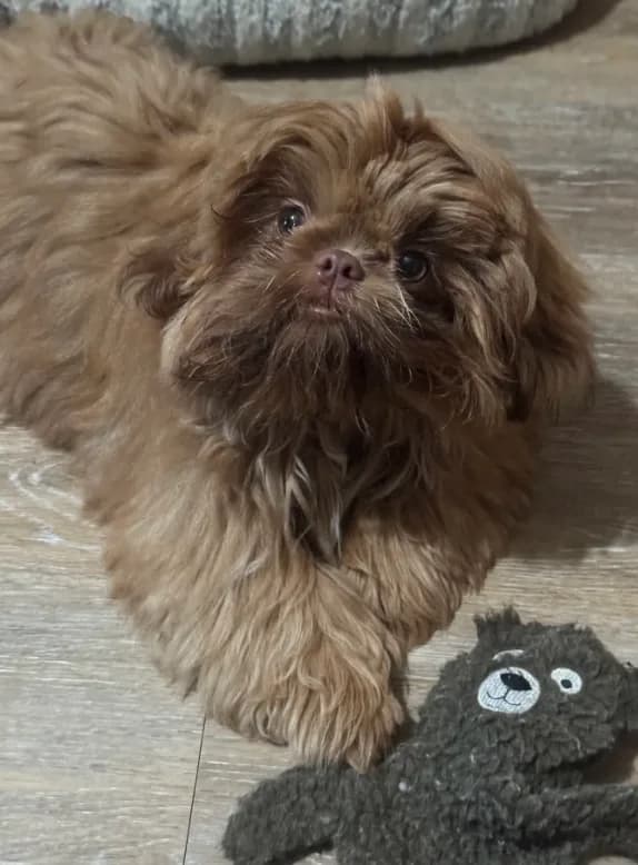 Rusty AKC