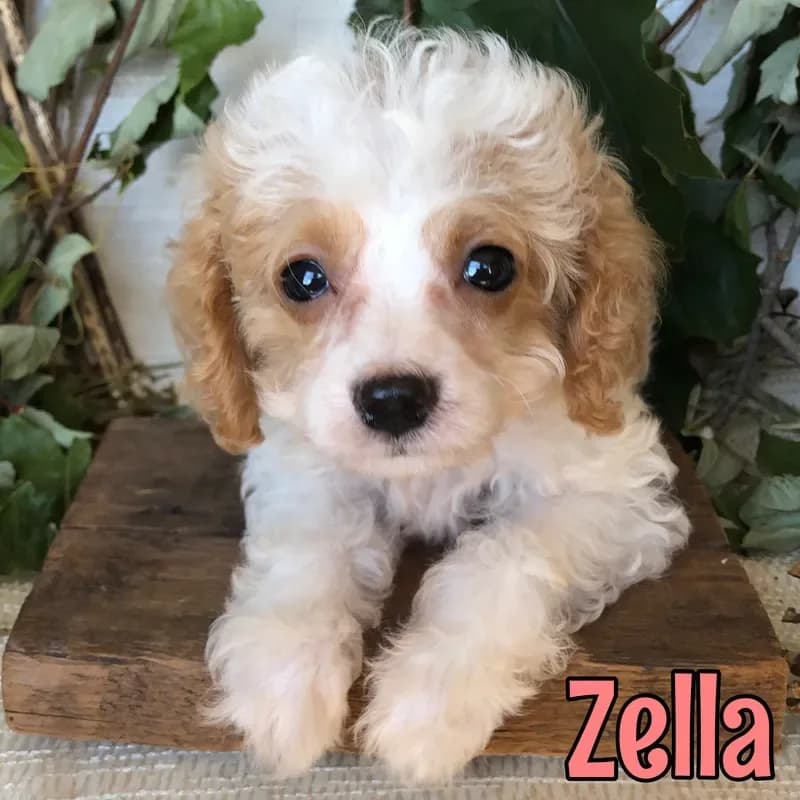 Zella