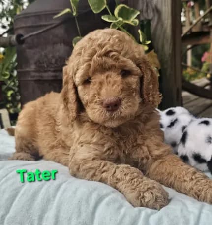 Tater
