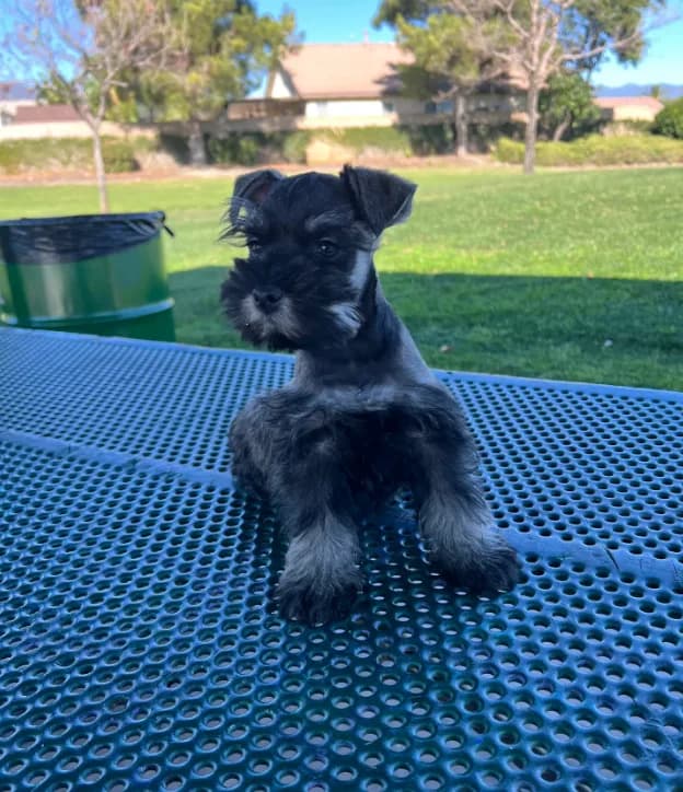 Toby