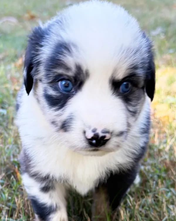 Bandit