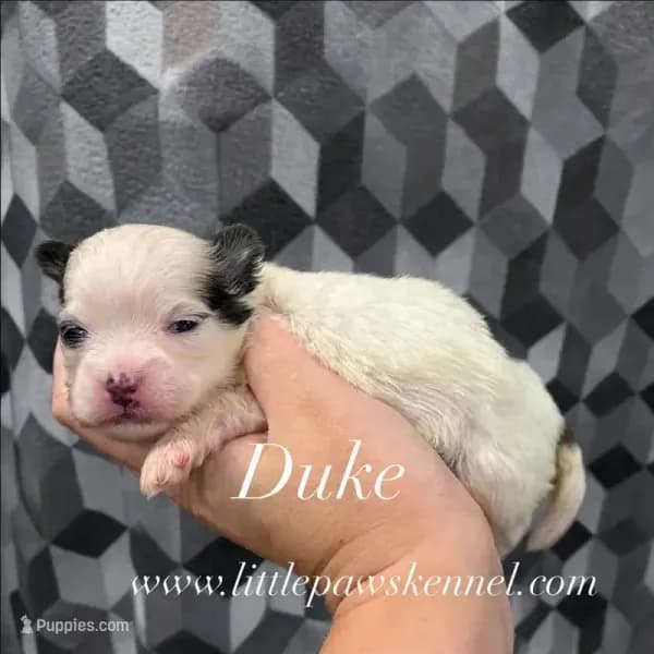 Duke