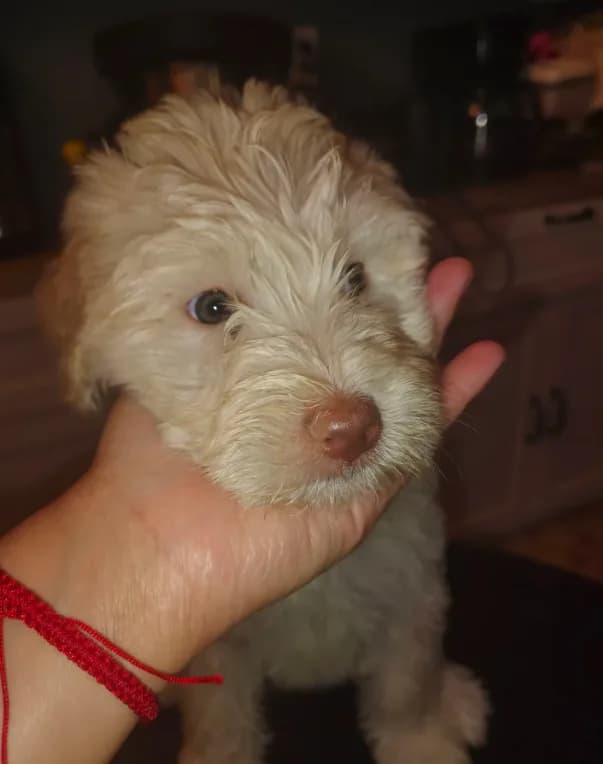 Luna