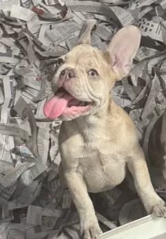 Maximus