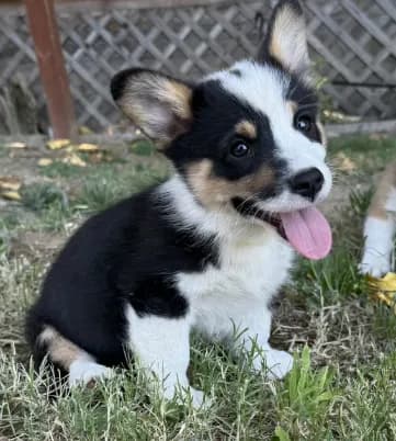Tri boy