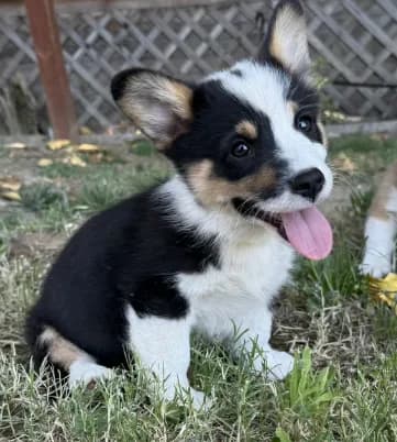 Tri boy