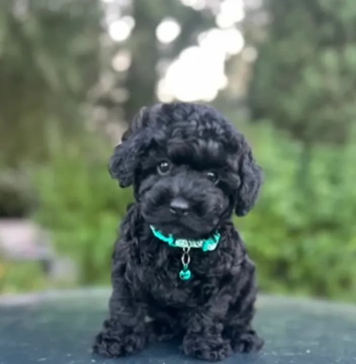 Tiny boy