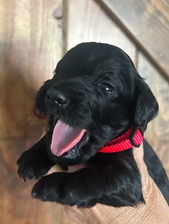 Holly