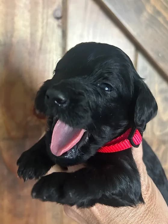 Holly