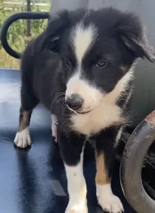 Rex