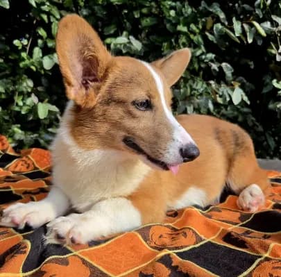 Merlin Red Merle male