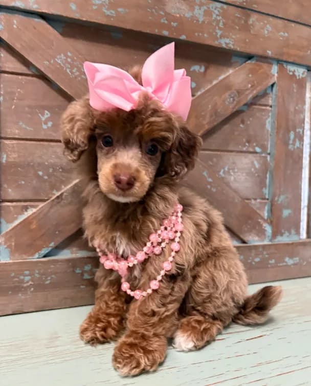 Pink collar brown Merle