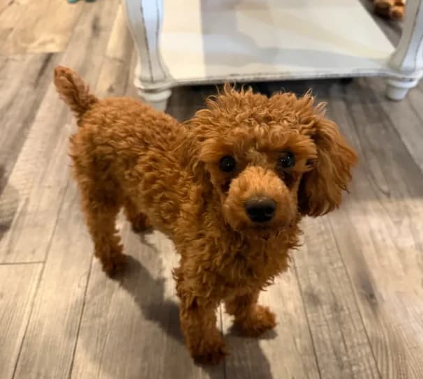 RED Toy Poodle Rose