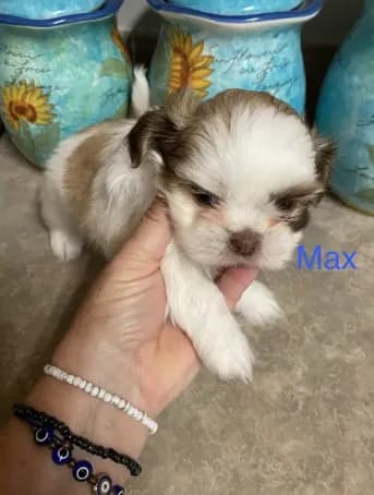 Max