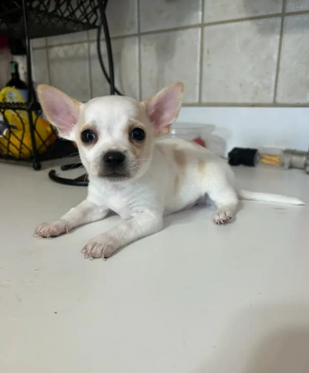 Puppy #2