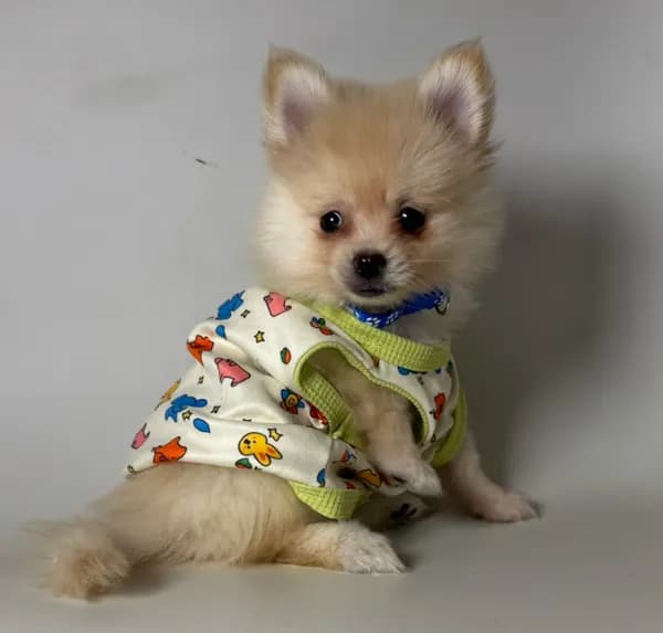 Purebred Pomeranian