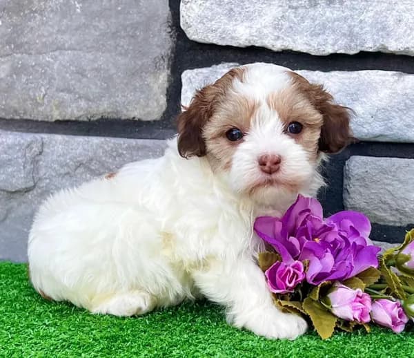 Millie
