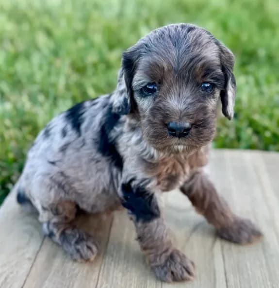 Pumpkin's Merle Female #2