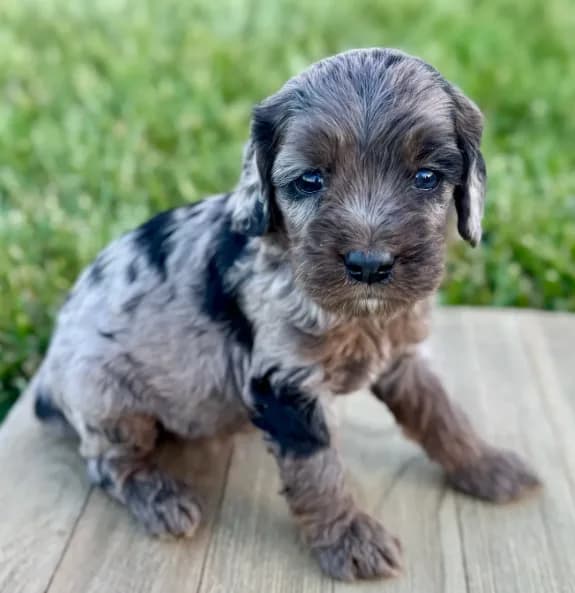 Pumpkin's Merle Female #2