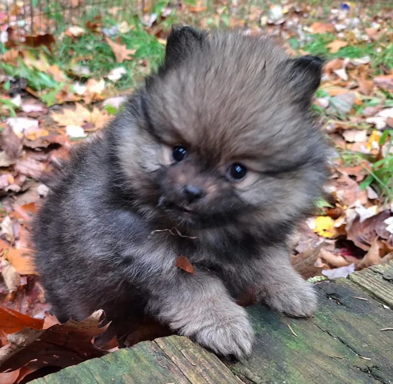 Pomeranian "Thing 1"