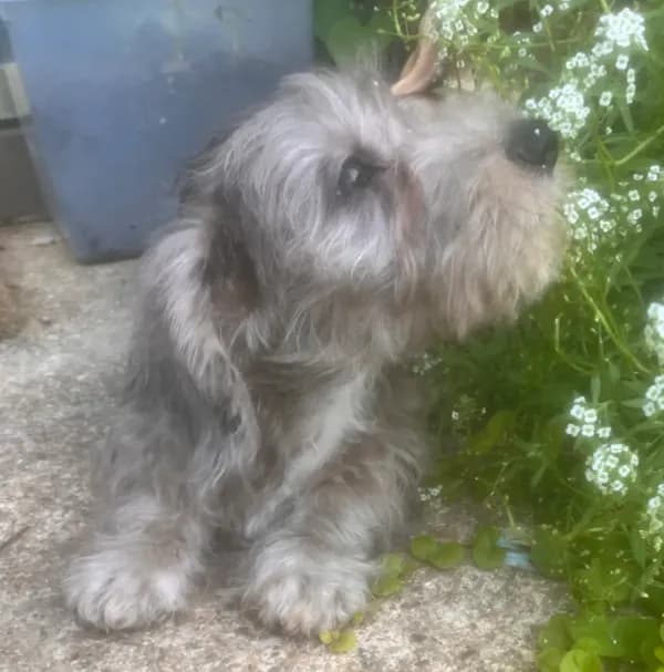 Muffin- Wirehair