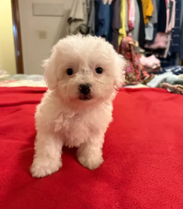 Daisy
